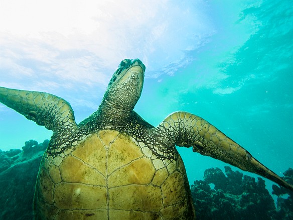And more honu, this one doing a drive-by over my head May 20, 2015 1:58 PM : Diving, Kauai, honu, turtle : Maxine Klein