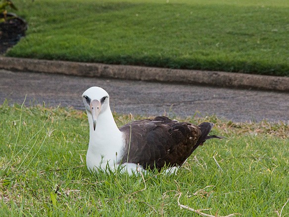 And momma albatross keeping watch May 21, 2015 6:41 PM : Kauai : Debra Zeleznik,David Zeleznik,Jawea Mockabee,Maxine Klein,Mary Wilkowski