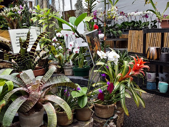 The alley between the buildings is sheltered by plastic sheeting and filled to the brim with orchids of every imagineable variety May 22, 2015 12:13 PM : Kauai : Debra Zeleznik,David Zeleznik,Jawea Mockabee,Maxine Klein,Mary Wilkowski