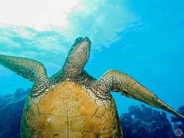 Diving I got in only 3 days of diving on this trip. North Shore conditions were iffy the entire time, so I had to venture South...