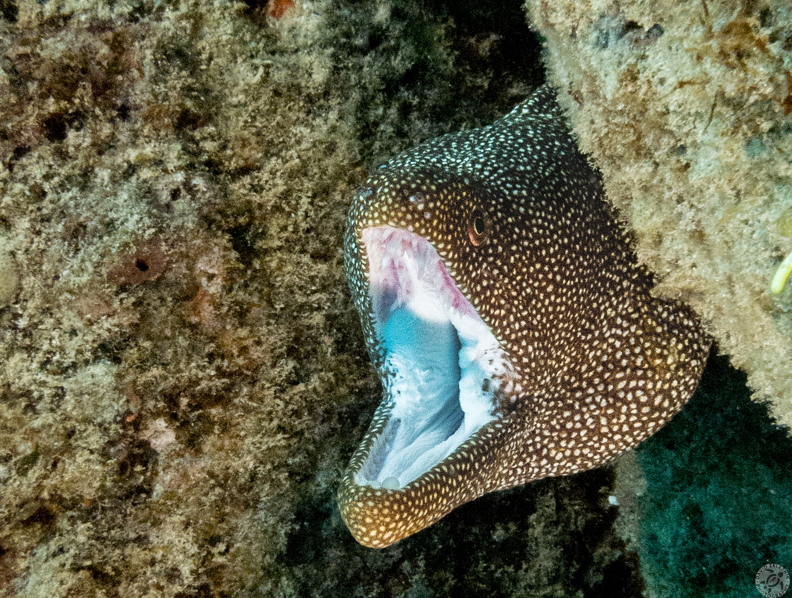 This snaggle-toothed Whitemouth Moray shows how it gets its name