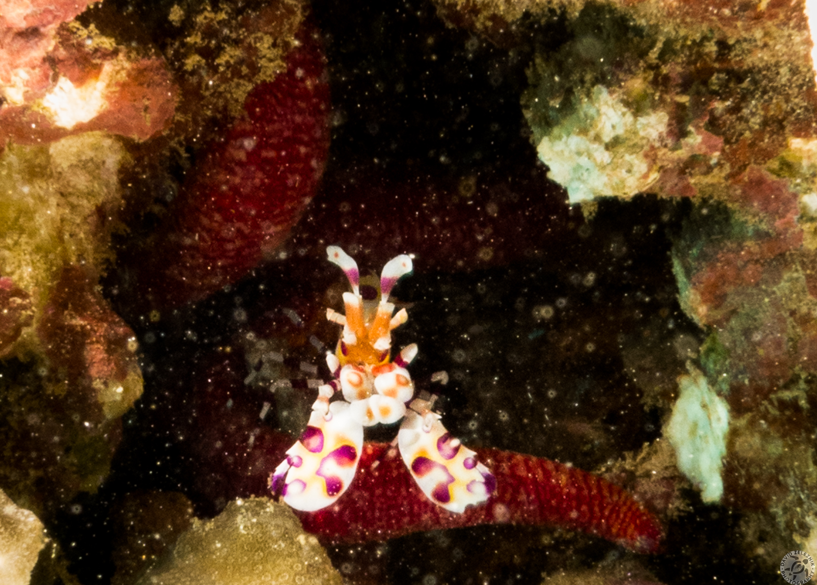 Harlequin Shrimp resting its claws on dinner, a sea star<br/><small>Koloa Landing dive site, Kauai</small>