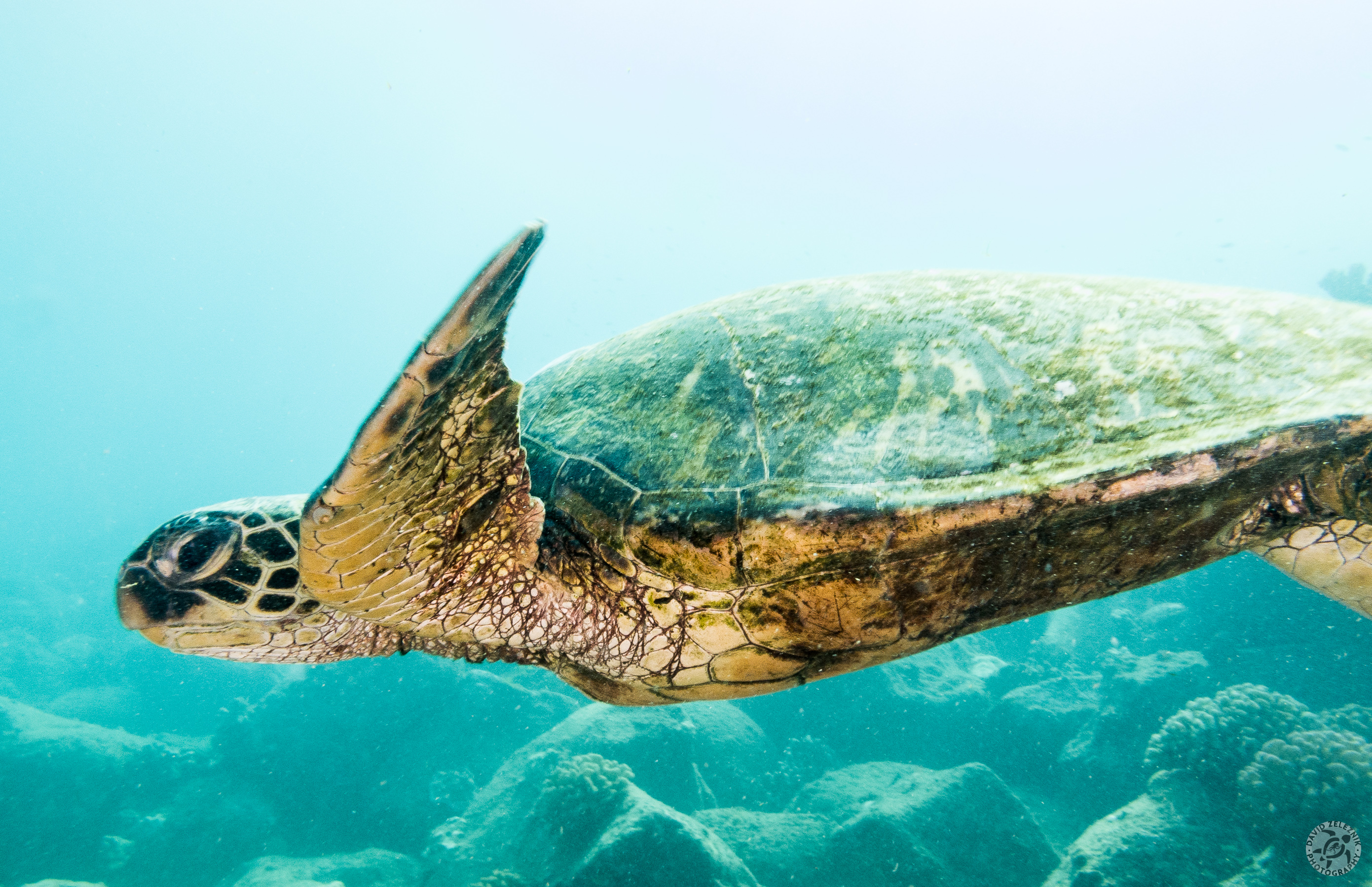 Hawaiian Green Sea Turtle<br/><small>Koloa Landing dive site, Kauai</small>