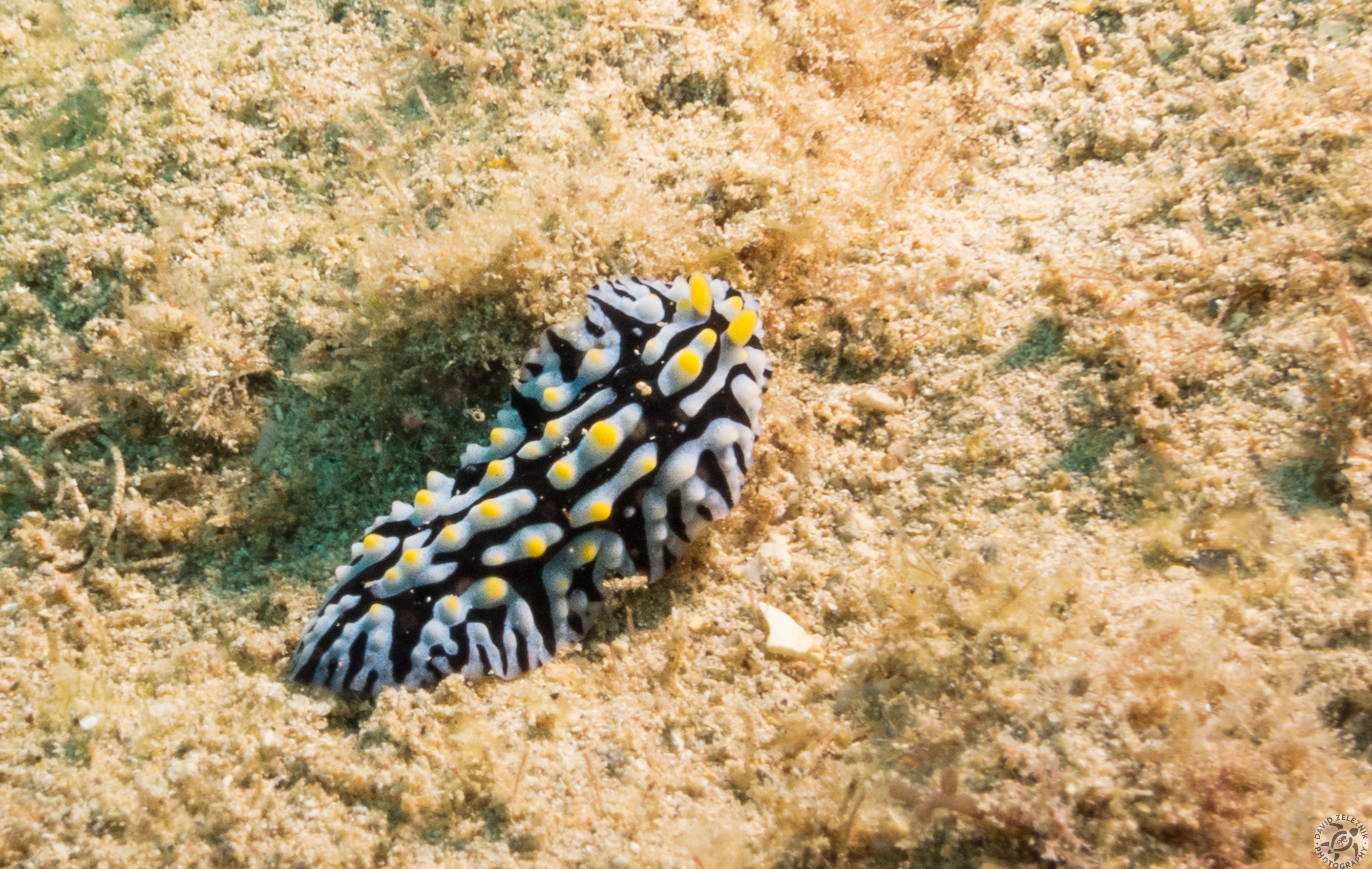Fried Egg Nudibranch<br/><small>Koloa Landing dive site, Kauai</small>