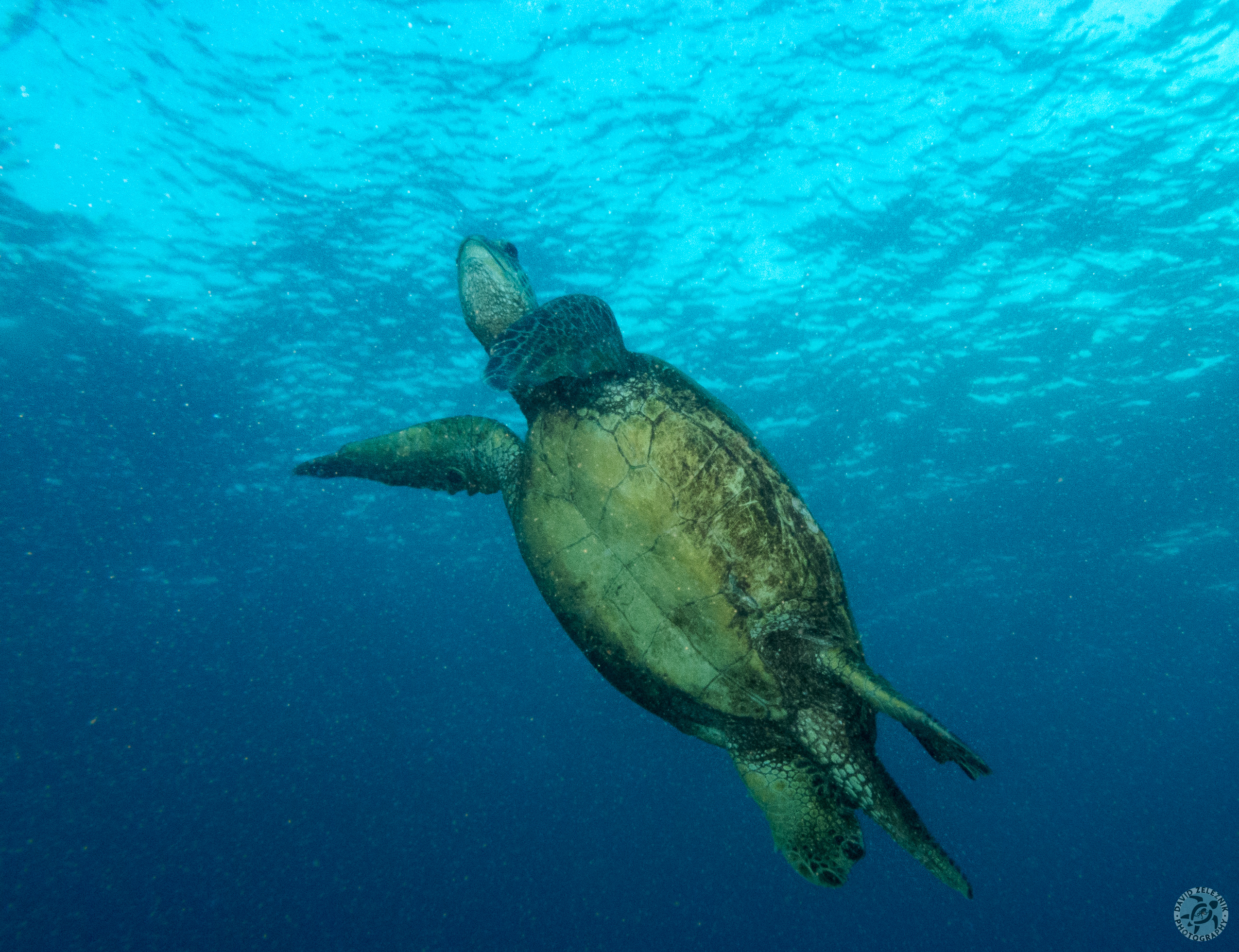 Turtle heading for the surface<br/><small>Koloa Landing night dive, Kauai</small>