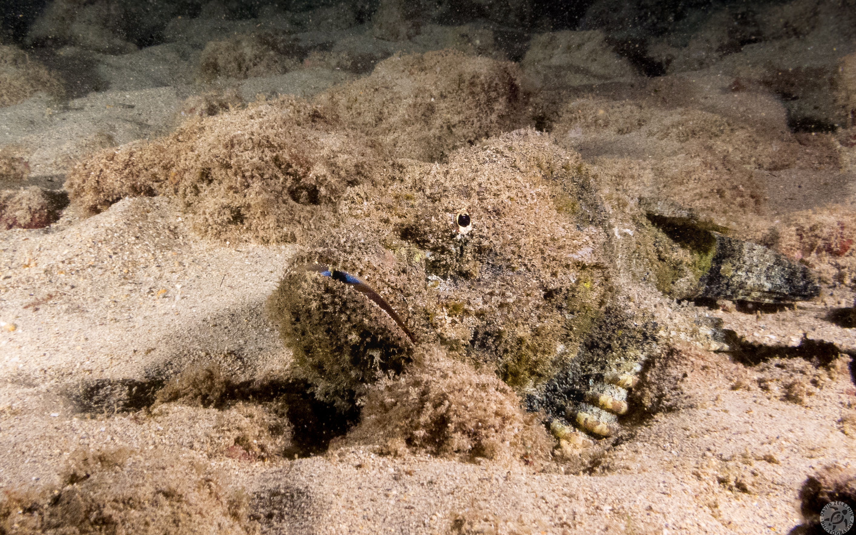 "Woe is me" says Eeyore the Devil Scorpionfish. If I just sit here and blend in, maybe dinner will come to me.