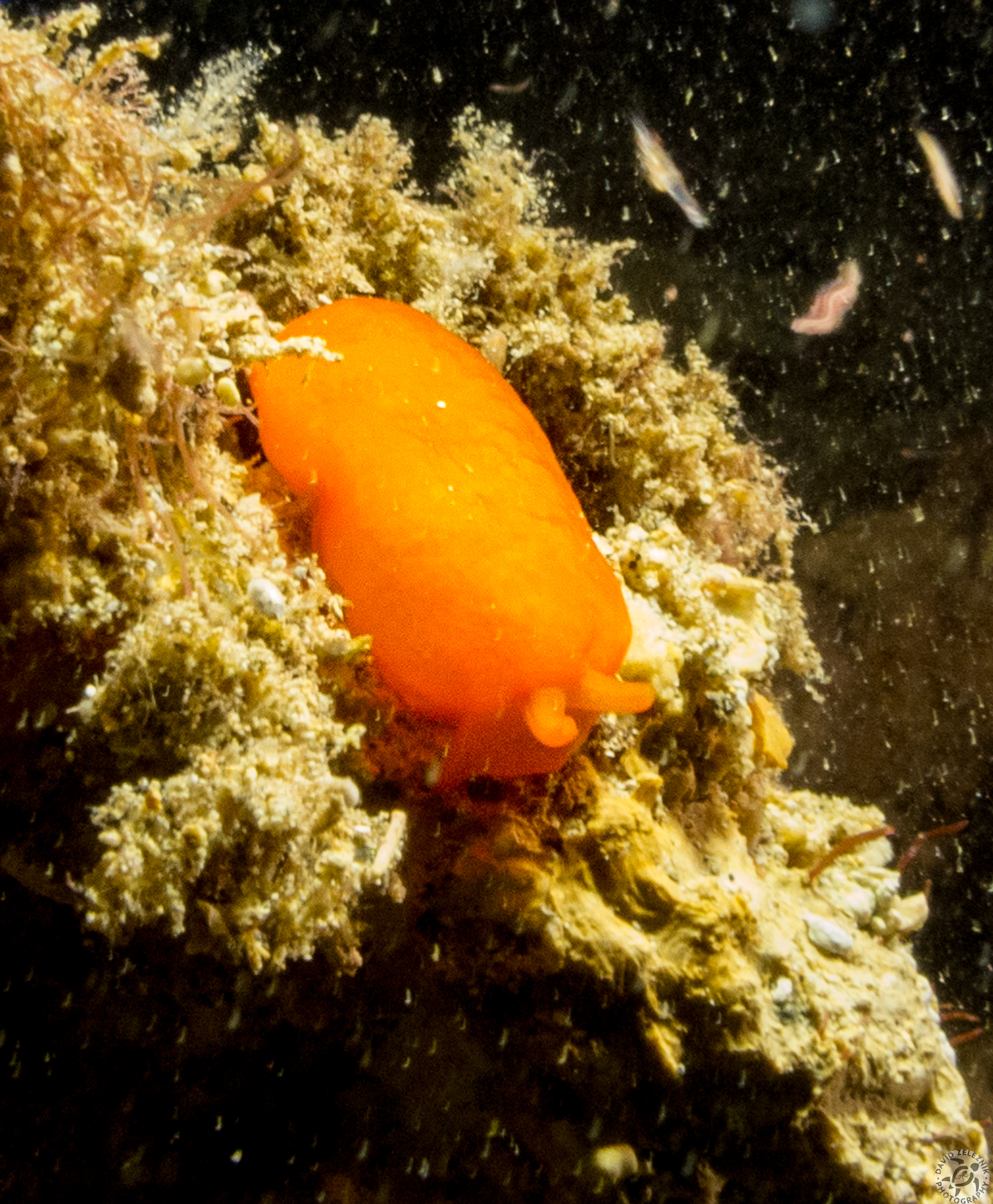 Orange Gumdrop sea slug<br/><small>Koloa Landing night dive, Kauai</small>