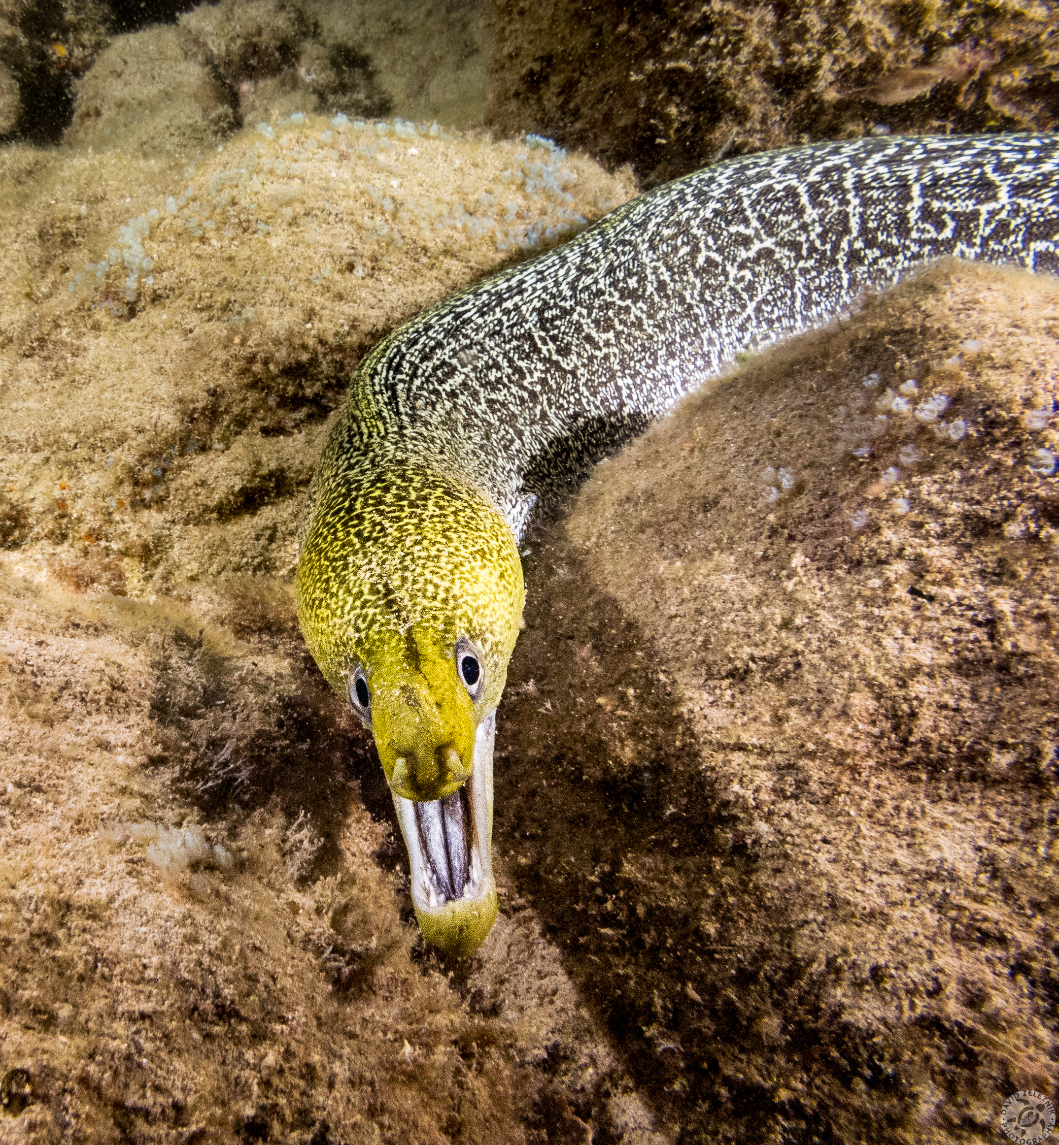An Undulated Moray out at night