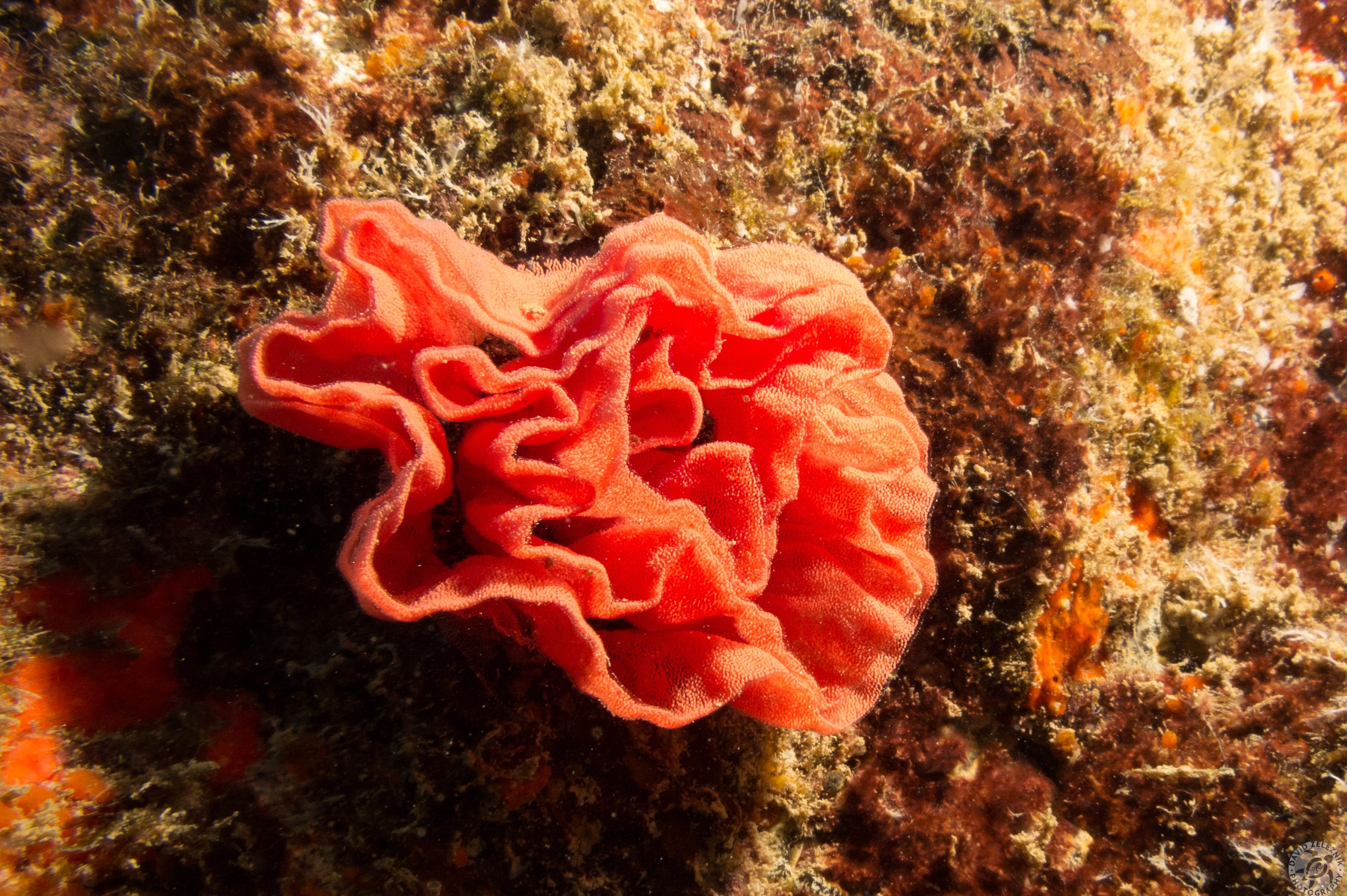 The rose-shaped egg sac of the Spanish Dancer nudibranch<br/><small>Tunnels Reef, Kauai</small>