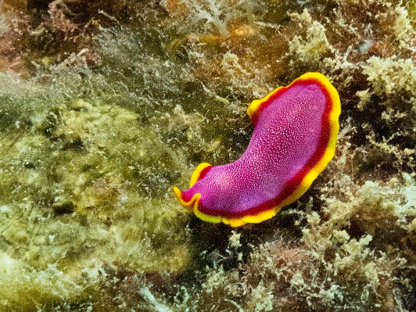 My first time spotting, let alone grabbing a photo of, the aptly named Fuchsia Flatworm, maybe only an inch long May 16, 2017 11:59 AM : Diving