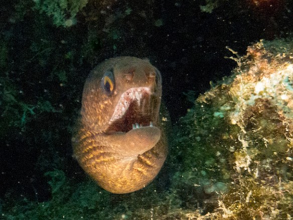 Eels galore, a Stout Moray at Tunnels May 16, 2017 12:03 PM : Diving
