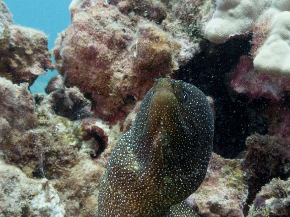 Another Whitemouth Moray, this time at Koloa Landing May 19, 2017 2:50 PM : Diving