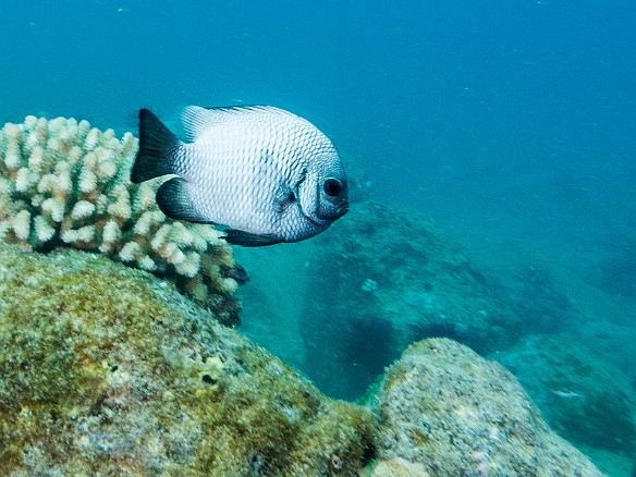 The Dascyllus, a member of the Damselfish category, is endemic and found only in Hawaii May 19, 2017 4:26 PM : Diving
