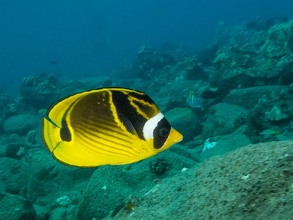 Another fish with an obvious name, the Raccoon Butterflyfish May 23, 2017 6:16 PM : Diving