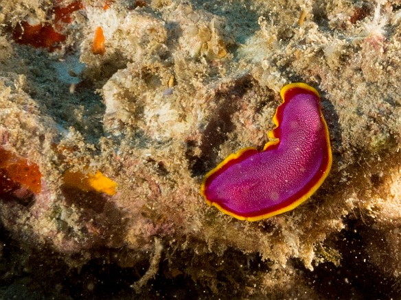 Having never seen a Fuchsia Flatworm before, this trip was making up for lost time. One of two that we spotted last night, this one was moving rapidly out in the open across the dead coral. May 23, 2017 6:26 PM : Diving