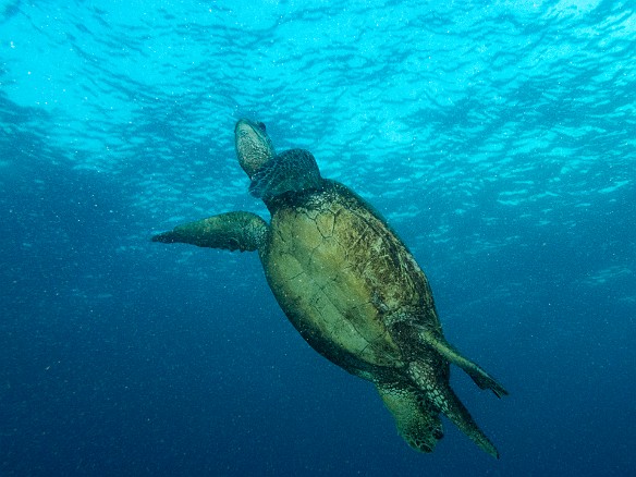 Lots of turtles at night, but most of them are tucked under ledges snoozing. However, they can only go for about 2-3 hours before needing to surface to breathe, so occasionally you get lucky and encounter one doing just that. May 23, 2017 6:48 PM : Diving, honu, turtle