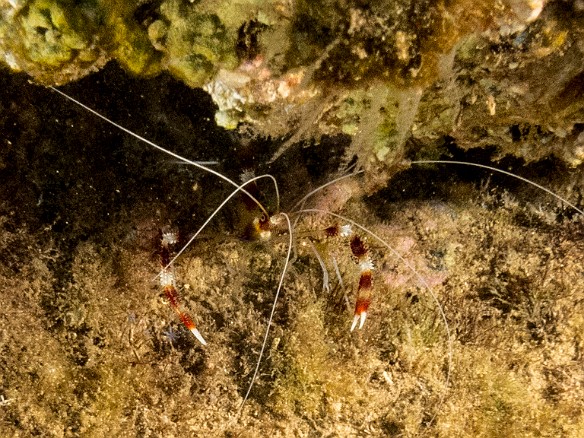 Banded Coral Shrimp May 23, 2017 6:53 PM : Diving