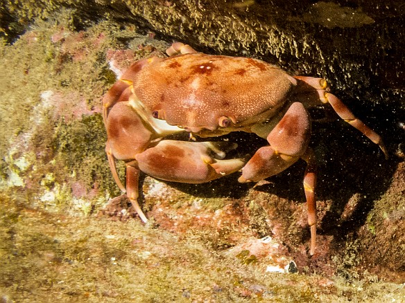 There were a number of these Convex Crabs scurrying around at night May 23, 2017 8:12 PM : Diving