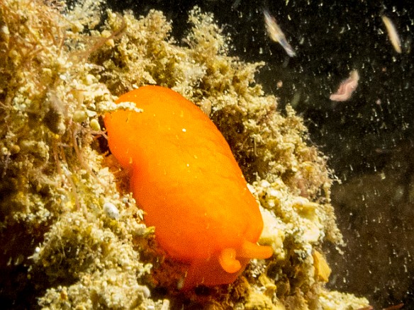 The Orange Gumdrop sea slug May 23, 2017 8:34 PM : Diving