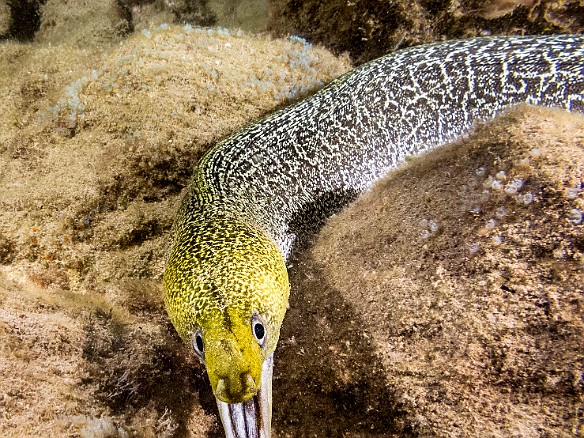 An Undulated Moray out at night May 23, 2017 8:43 PM : Diving, Instagram