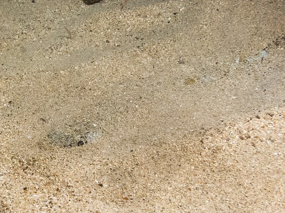 See if you can find the Lizardfish buried in the sand. Hint- head lower left and tail upper right. May 23, 2017 8:49 PM : Diving