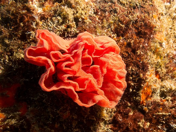 The rose-shaped egg sac of the Spanish Dancer nudibranch May 25, 2017 9:40 AM : Diving
