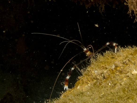 I was trailing the dive group because every crevice I shone my light into revealed Banded Coral Shrimp May 25, 2017 9:45 AM : Diving