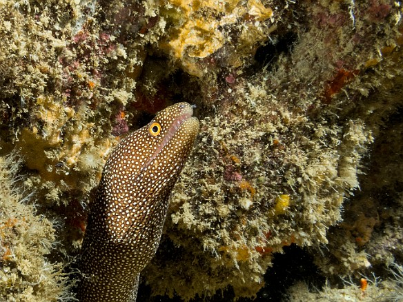 And what would my final dive be without yet more Whitemouth Moray May 25, 2017 9:54 AM : Diving