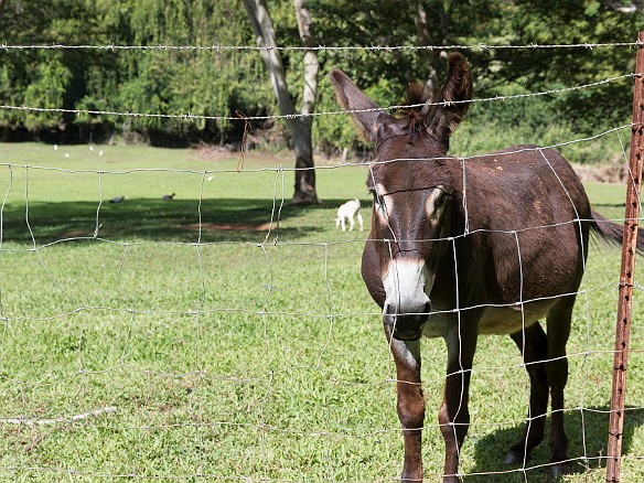 Exiting from the Lawai International Center is a farm with braying donkeys, which kind of breaks the otherwise peaceful ambiance May 14, 2017 3:34 PM