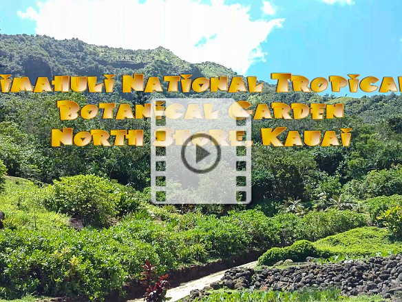 Panorama of Limahuli Gardens May 22, 2017 11:00 AM : video thumbnail