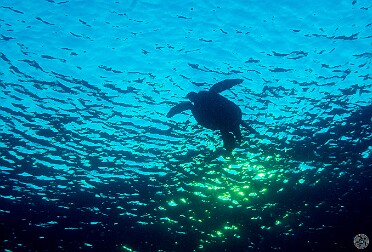 Diving The road past Hanalei was still closed from the past April's floods, so all diving was again on the south shore....
