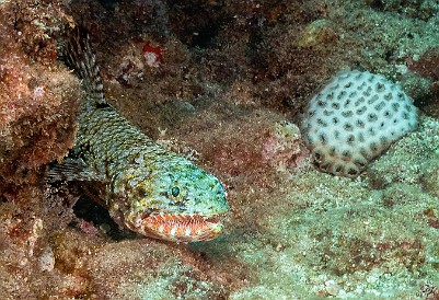 SheratonCaverns20220211-019 Hawaiian Lizardfish