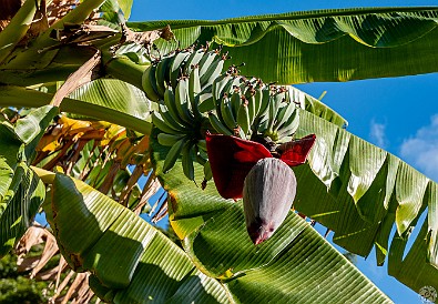 Oahu-006 The banana flowers are quite phallic! 🍆