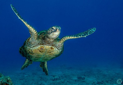 Back in the water again at Koloa Landing where the conditions were the clearest vis I can remember and the turtle activity was intense. Air temps however were on the cool side, it was downright chilly during the surface interval! 🐢🐢🤿 Back in the water again at Koloa Landing where the conditions were the clearest vis I can remember and the turtle activity was intense. Air temps however were...