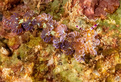 As my eyes have gotten older 🔍👀 I have a harder time getting my macro shots in frame and in focus, so I was pretty happy to snag this close-up of a Blue Dragon nudibranch who was more purple than actually blue. They are so-called because of their resemblance to long frilly Chinese dragons 🐉 The next step for me is to start using an angled viewfinder for my underwater photography instead of relying on my camera's rear LCD screen. As my eyes have gotten older 🔍👀 I have a harder time getting my macro shots in frame and in focus, so I was pretty happy to snag this close-up of a Blue...