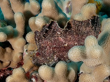 Leaf Scorpionfish usually tuck themselves pretty well inside coral heads, but this one was right out in the open for its beauty shot 🍃🦂🐟 Leaf Scorpionfish usually tuck themselves pretty well inside coral heads, but this one was right out in the open for its beauty shot 🍃🦂🐟