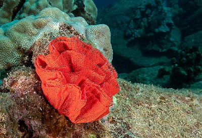 The Spanish Dancer nudibranch lays millions of eggs in a wide spiral ribbon that it affixes to a solid surface, looking like an underwater rose 🌹 The eggs are laced with toxins to deter any predators who might consider them to be a tasty treat before they have a chance to hatch. The Spanish Dancer nudibranch lays millions of eggs in a wide spiral ribbon that it affixes to a solid surface, looking like an underwater rose 🌹 The eggs are...