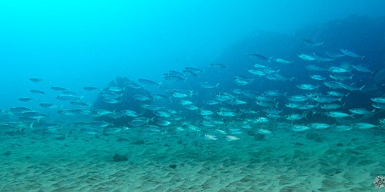 Koloa Landing has been swarming with schools of Akule, the Hawaiian name for Bigeye Scad and a relative of the mackerel family. Relatively small at less than 2 ft., it's a popular fish that the locals catch with throw nets and deep fry. 🐟🐟🐟 Koloa Landing has been swarming with schools of Akule, the Hawaiian name for Bigeye Scad and a relative of the mackerel family. Relatively small at less than 2...