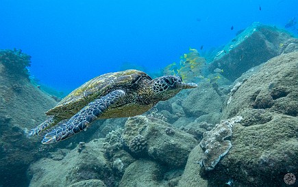 Second day of diving at Koloa Landing and there are even more sea turtles 🐢🐢🐢 No matter which way I pointed the camera, I was bound to get at least 1 or 2 in the frame. Second day of diving at Koloa Landing and there are even more sea turtles 🐢🐢🐢 No matter which way I pointed the camera, I was bound to get at least 1 or 2 in...