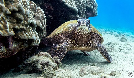 Hey you, diver guy, get offa my lawn! 😠🐢 Hey you, diver guy, get offa my lawn! 😠🐢