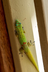 Oahu-012 Colorful gecko, not sure I've seen this coloration before