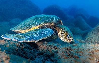 This 🐢 is getting started on his plate lunch. Green sea turtles are herbivores and love nibbling on algae that is nourished by Kauai's nutrient-rich runoff. This 🐢 is getting started on his plate lunch. Green sea turtles are herbivores and love nibbling on algae that is nourished by Kauai's nutrient-rich runoff.