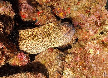 SheratonCaverns20240210-007 Yellowmargined Moray at Sheraton Caverns