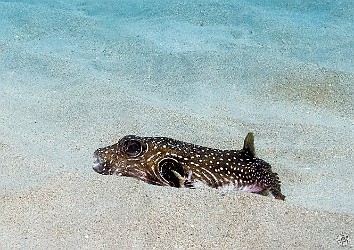 StoneHouse20240202-003 Stars & Stripes Puffer on a sandy area of the Stone House dive site 🐡