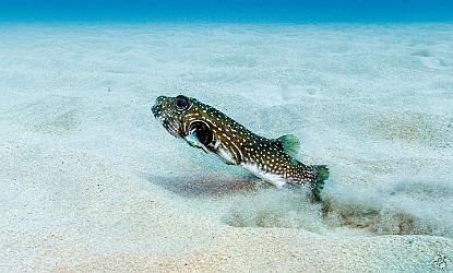 Stripebelly Puffer on a sandy area of the Stone House dive site 🐡 Stripebelly Puffer on a sandy area of the Stone House dive site 🐡