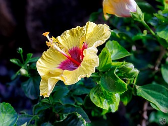 Kauai2024-033 The most perfect hibiscus flowers we've ever seen, just outside our Makahuena condo 🌺