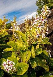 Kauai2024-036 Pseuderanthemum Carruthersii, commonly called Carruthers' Falseface, native to the South Pacific but now well established in Hawaii 🌼🌼