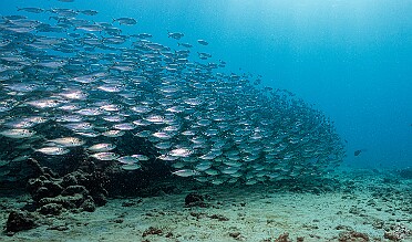 Diving The dry weather meant little runoff and unusually clear water conditions for some exceptional diving