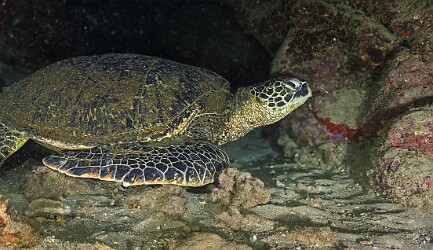 BeachHouseArch20260212-007 Conditions had improved slightly the next day on Thursday and I was able to capture this snoozing honu at Beach House Arch