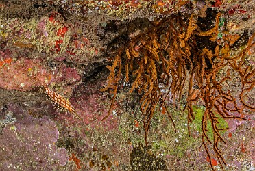 BeachHouseArch20260212-008 Longnose Hawkfish love to hide in clusters of black coral